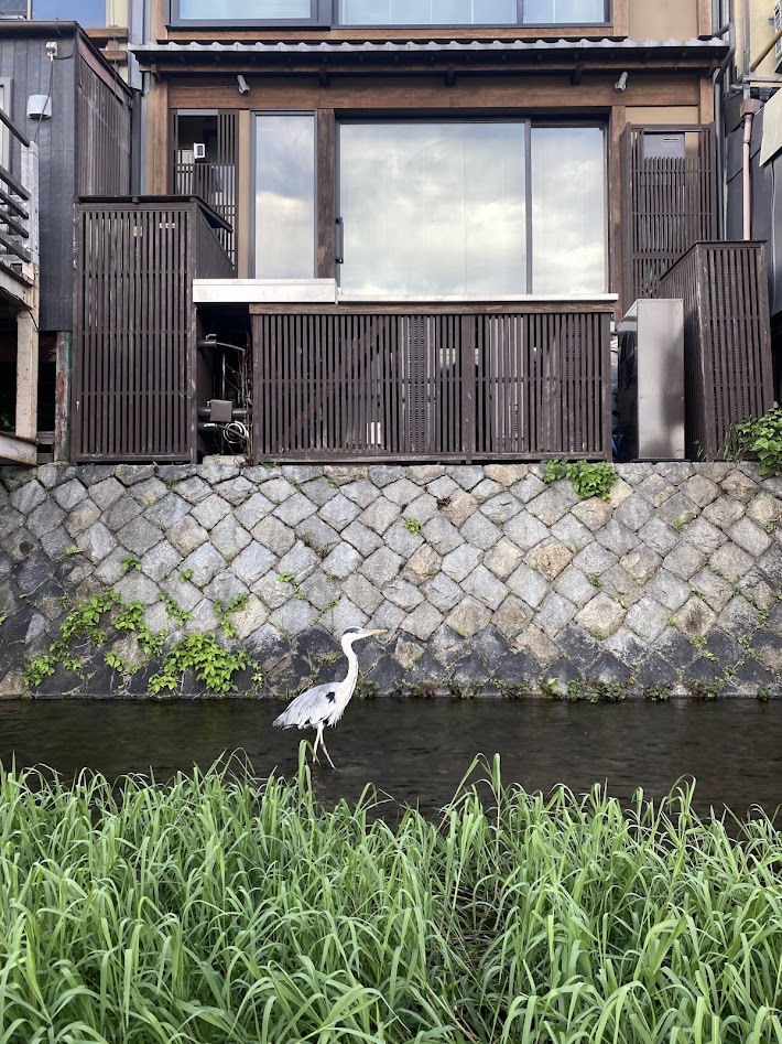 Heron in Kamogawa River